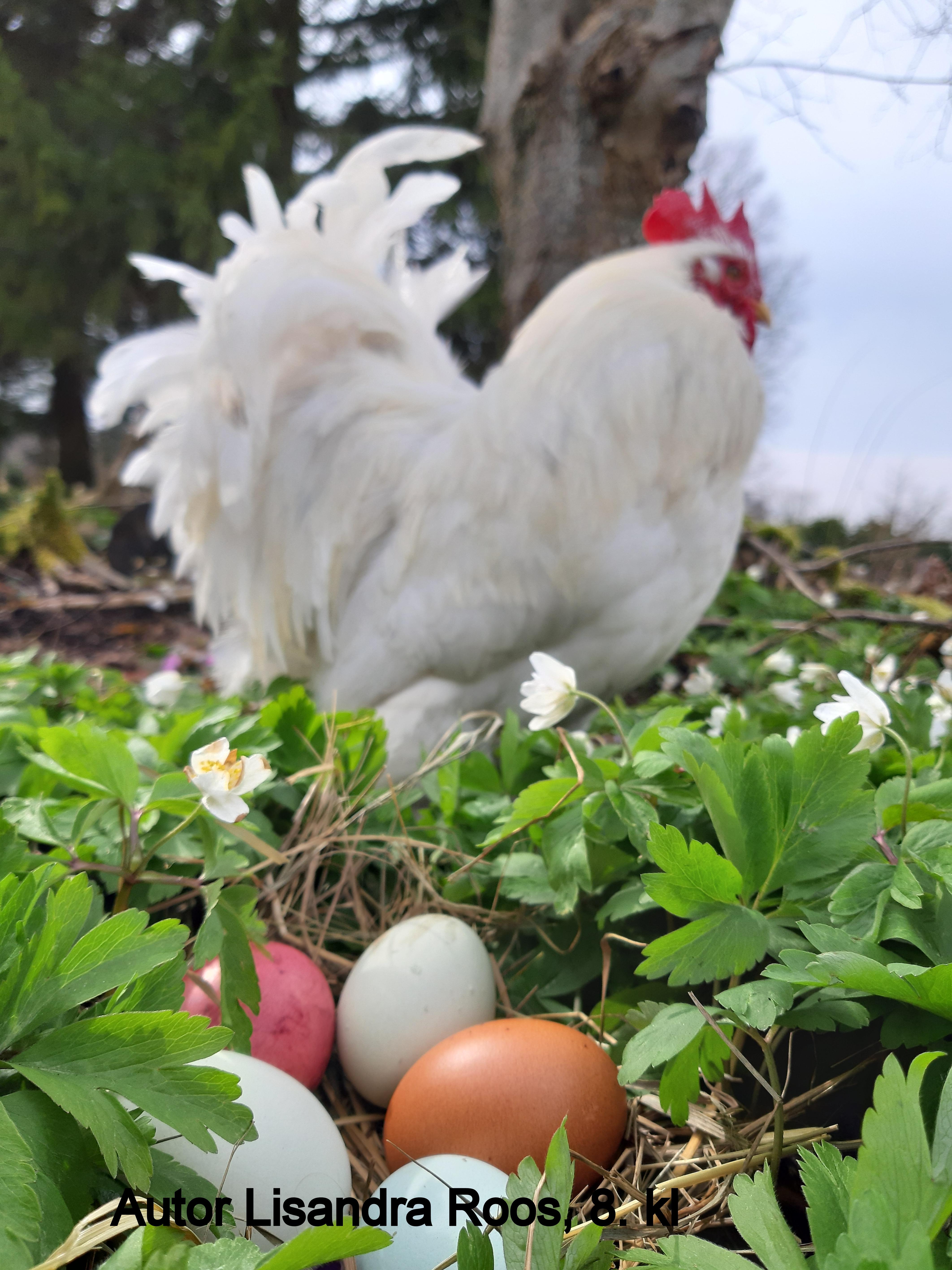 Lisandra Roos kompositsioon kana ja munadega
